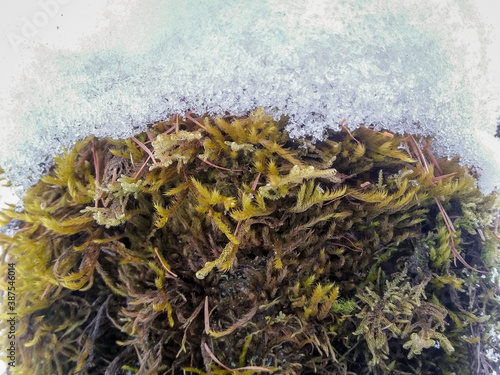 Green moss and snow close up