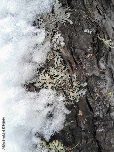 The bark of the larch half in the snow
