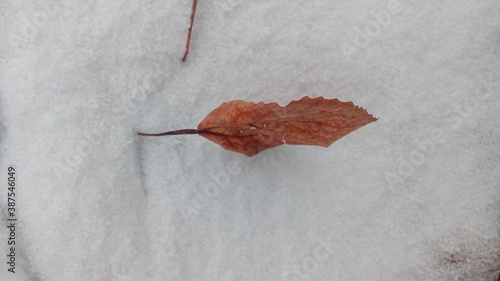 Autumn leaf in the snow
