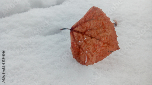 Autumn leaf in the snow