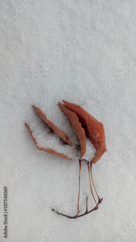 Autumn leaf in the snow