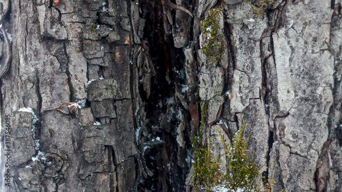 Larch bark texture close up