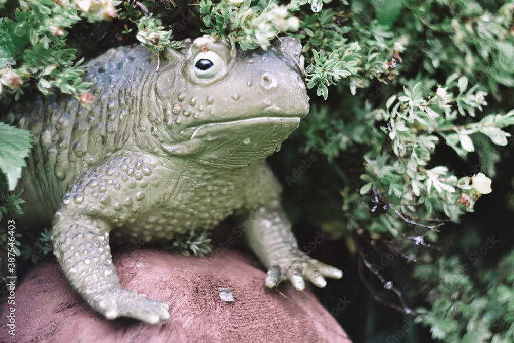 frog in the garden frog in the garden