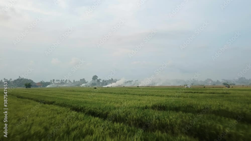 Video of smoky rice fields yellow and green colors from the drone Video of smoky rice fields yellow and green colors from the drone