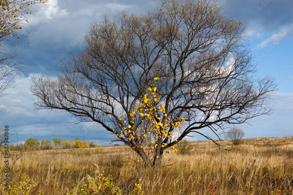 Black branched tree in the field. Dark blue sky. Cloudy weather. Autumn. Black branched tree in the field. Dark blue sky. Cloudy weather. Autumn.