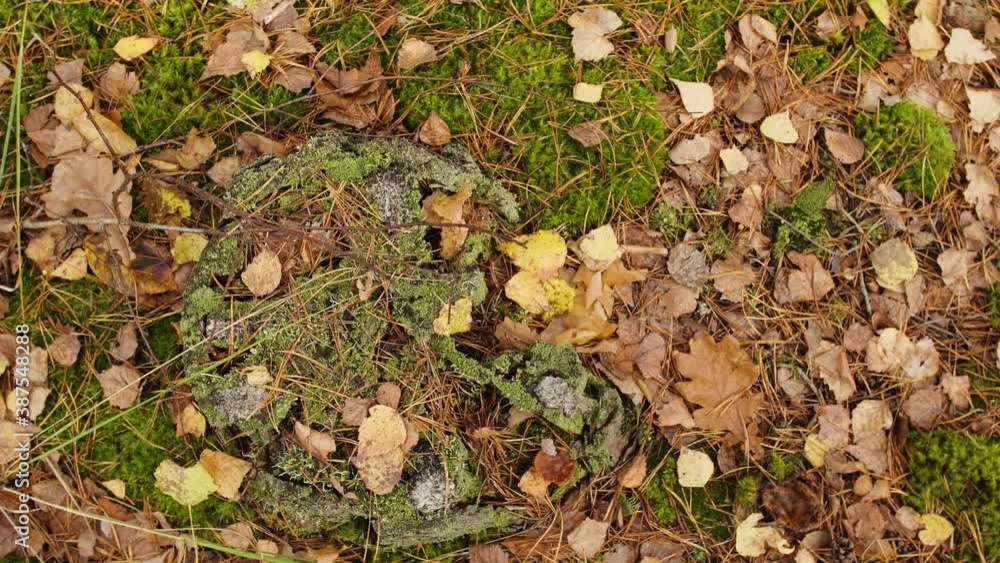 Closeup top view 4k video of details of landscape of beautiful sunny golden fall forest. Fresh green foliage of wild moss growing outside in wood, dry autumnal leaves and stump of tree. Closeup top view 4k video of details of landscape of beautiful sunny golden fall forest. Fresh green foliage of wild moss growing outside in wood, dry autumnal leaves and stump of tree.