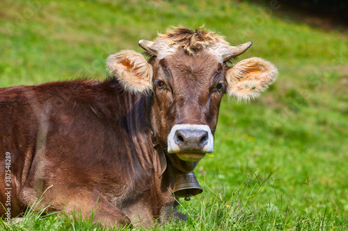 Glückliche Kuh auf der Weide