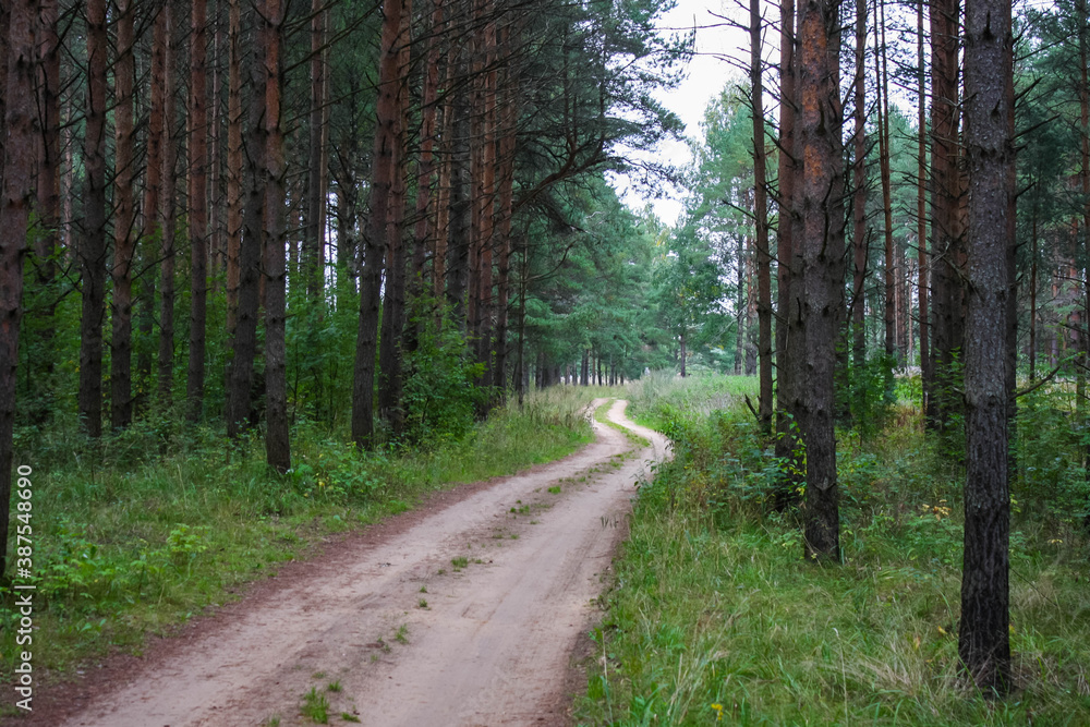 Fototapeta premium Sandy country road in a pine wood