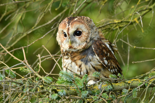 Tawny owl perched on the tree