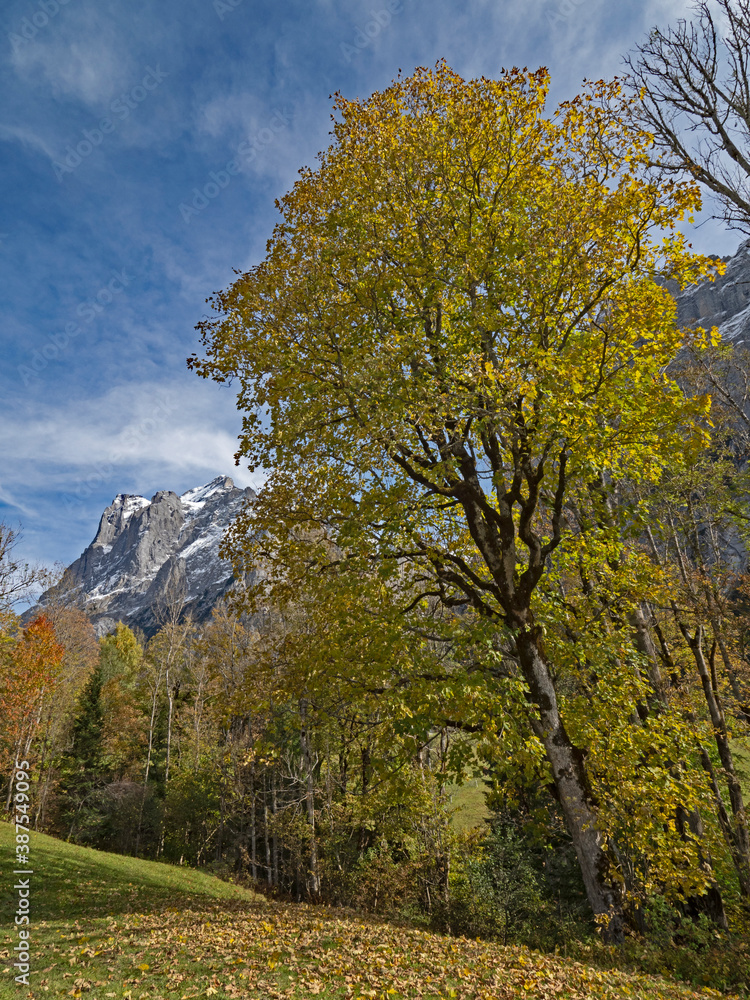 Fototapeta premium Alpine autumn landscape in Switzerland