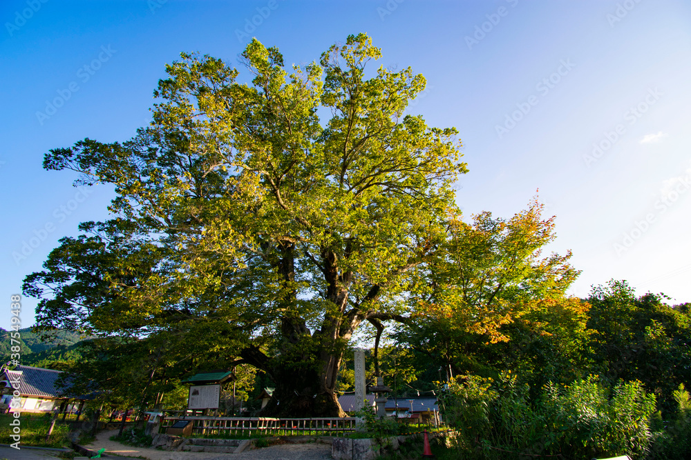 Naklejka premium 野間の大けやき
