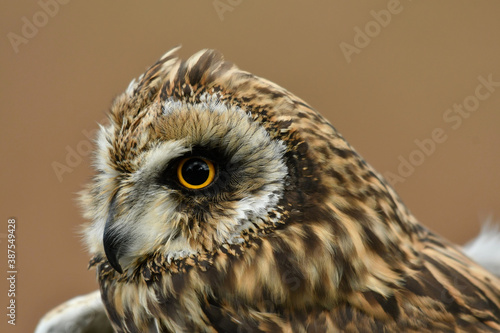 Face to face with short eared owl photo