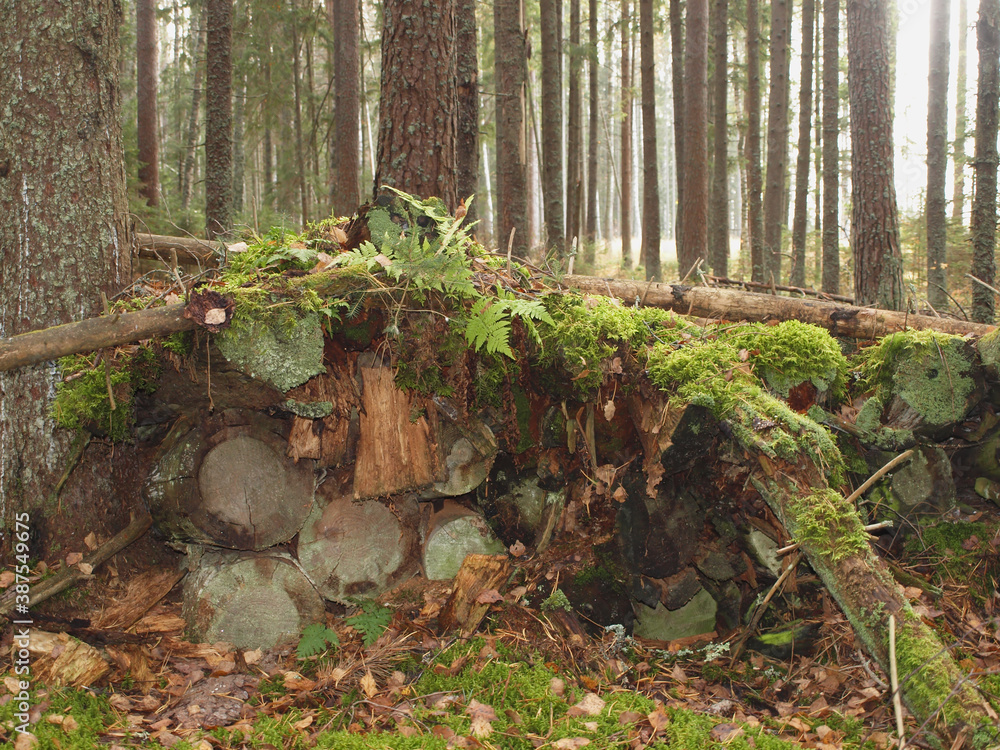 Sawed trees in the autumn forest overgrown with moss and ferns. Sawed trees in the autumn forest overgrown with moss and ferns.
