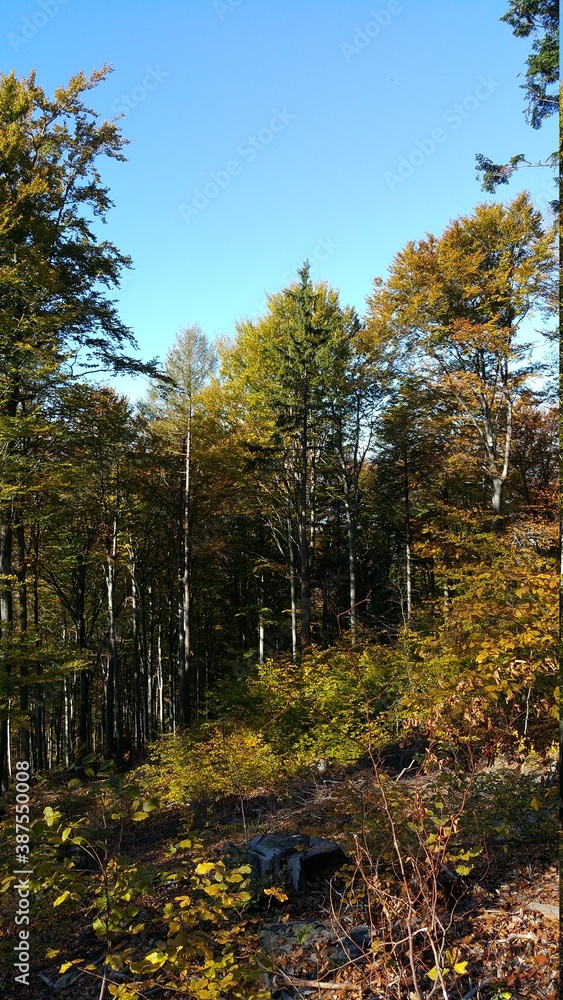Fototapeta premium Las Jesień Polska 