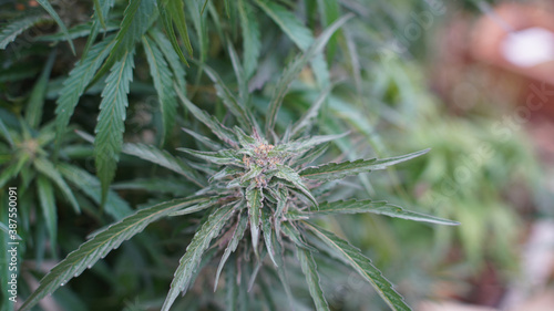 Cannabis Flower Under Colorado Sunset #2 photo