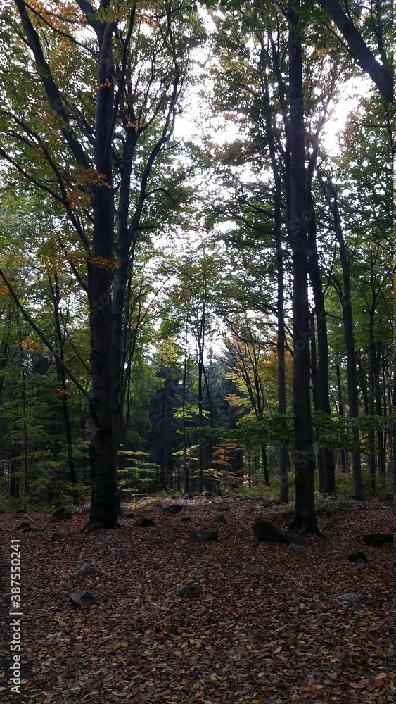 Fototapeta premium Las Jesień Polska 