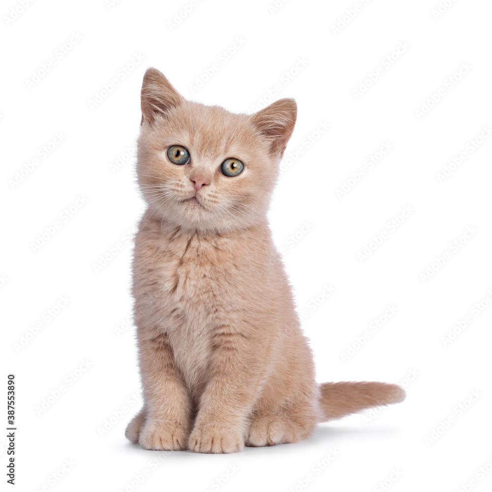 Cute creme British Shorthair cat kitten, sitting up facing front. Looking straight to camera. Isolated on white background.