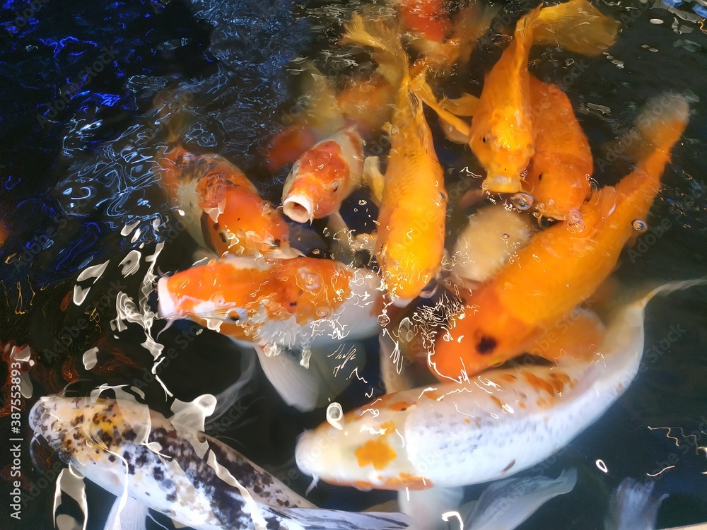 red, yellow, white fish splash in the water. red, yellow, white fish splash in the water.