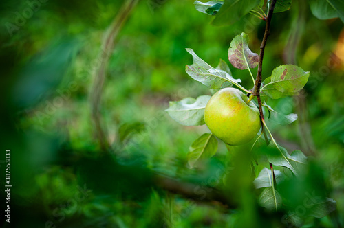 zielone jabłko na gałęzi drzewa