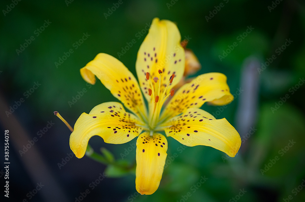 żółty kwiat na zielonym tle - obrazy, fototapety, plakaty 