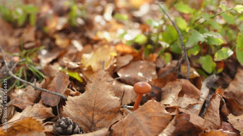 Closeup view 4k video of details of landscape of beautiful sunny golden fall forest. Dry orange leaves, small mushroom growing among foliage and green wild plants. Closeup view 4k video of details of landscape of beautiful sunny golden fall forest. Dry orange leaves, small mushroom growing among foliage and green wild plants.