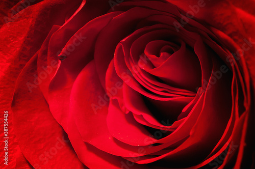 zbliżenie płatków czerwona róża makro