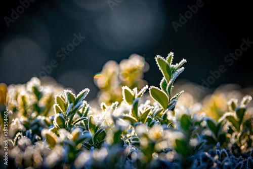 szron na liściach z małą głębia ostrości