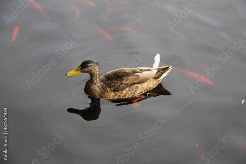 duck in a pond and gloden fish photo