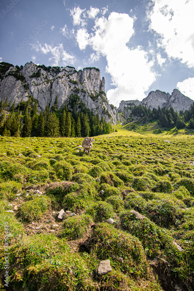 Obraz premium brown and black swiss cows on mountain pasture in Switzerland