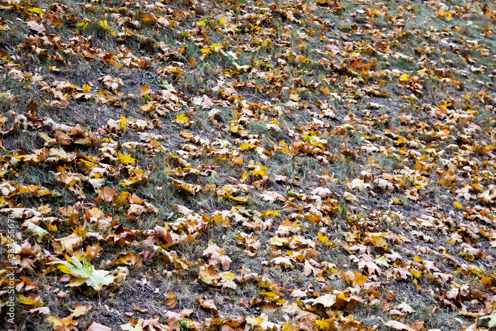 Autumn leaf fall in october. Fallen leaves in the park Autumn leaf fall in october. Fallen leaves in the park