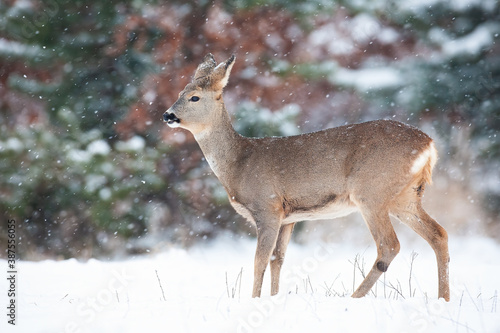 Roe deer, capreolus capreolus, doe standing on meadow in winter nature. Female mammal looking on field during snowing. Wild animal observing on field in snowstorm.