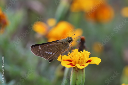 マリーゴールドの花の蜜を吸うイチモンジセセリ蝶