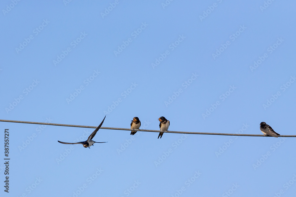 Barn Swallows (Hirundo rustica) on East Frisian island and wildlife sanctuary Memmert, Germany. Barn Swallows (Hirundo rustica) on East Frisian island and wildlife sanctuary Memmert, Germany.