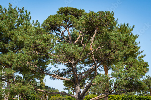 City Park of Krasnodar or Galitsky Park. Beautiful bonsai pine (Pinus sylvestris) with lush needles in landscape park of Galitsky against background of blue sky. Sunny autumn day. September 2020
