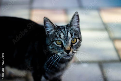 portrait of a cat