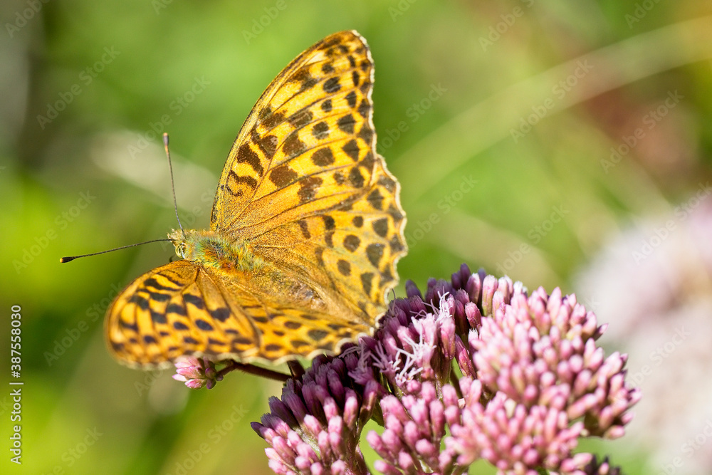 Silver-washed Fritillary (Argynnis paphia), female butterfly nectaring on Hemp-agrimony, Haldon Forest, Devon, England, UK. Silver-washed Fritillary (Argynnis paphia), female butterfly nectaring on Hemp-agrimony, Haldon Forest, Devon, England, UK.