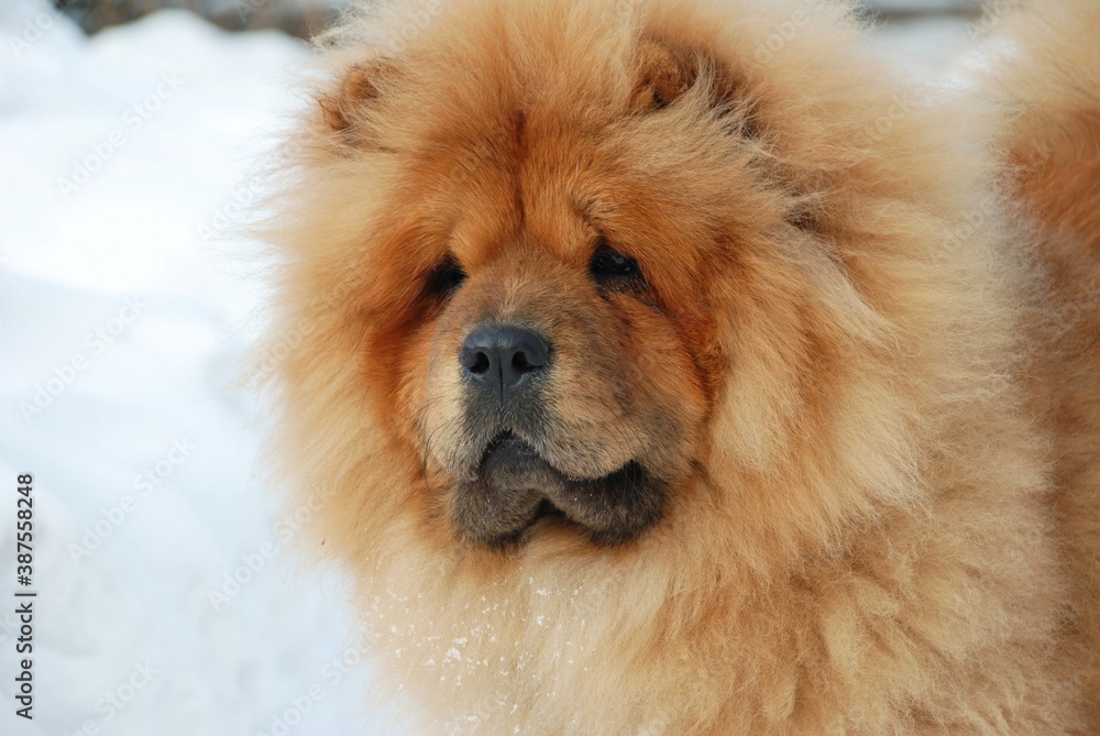 Winter portrait of a dog. Chow-chow breed.
