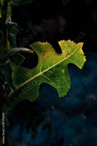 leaf in autumn