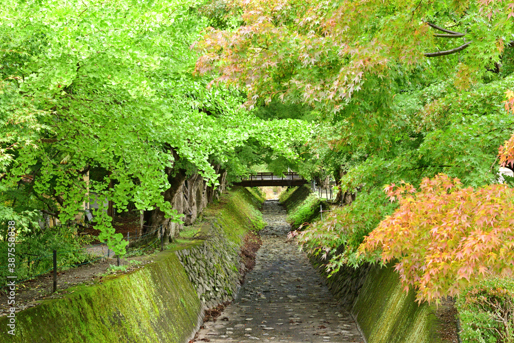 Naklejka premium I found the subtle signs of autumn in the air.