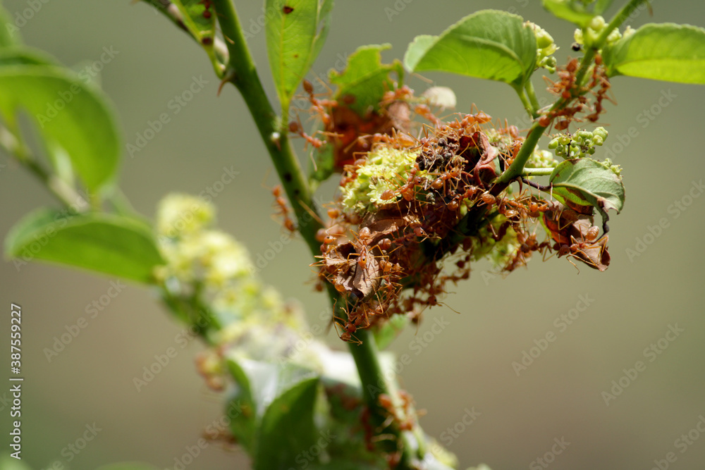 Red ants nest in the leaves. Red ants nest in the leaves.