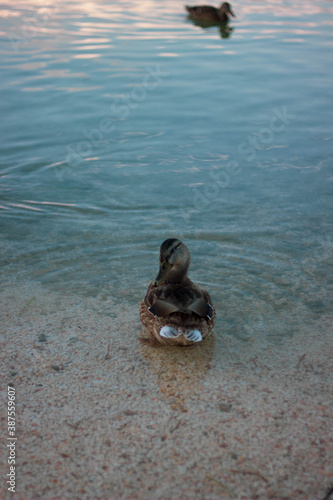 duck in a lake