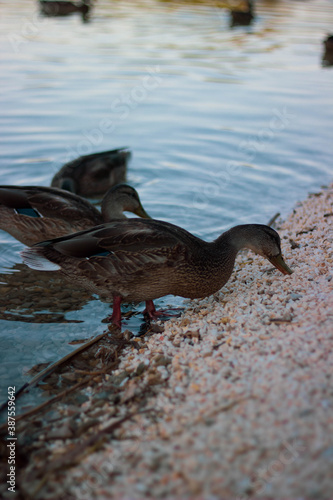 duck in a lake