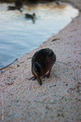 duck in a lake
