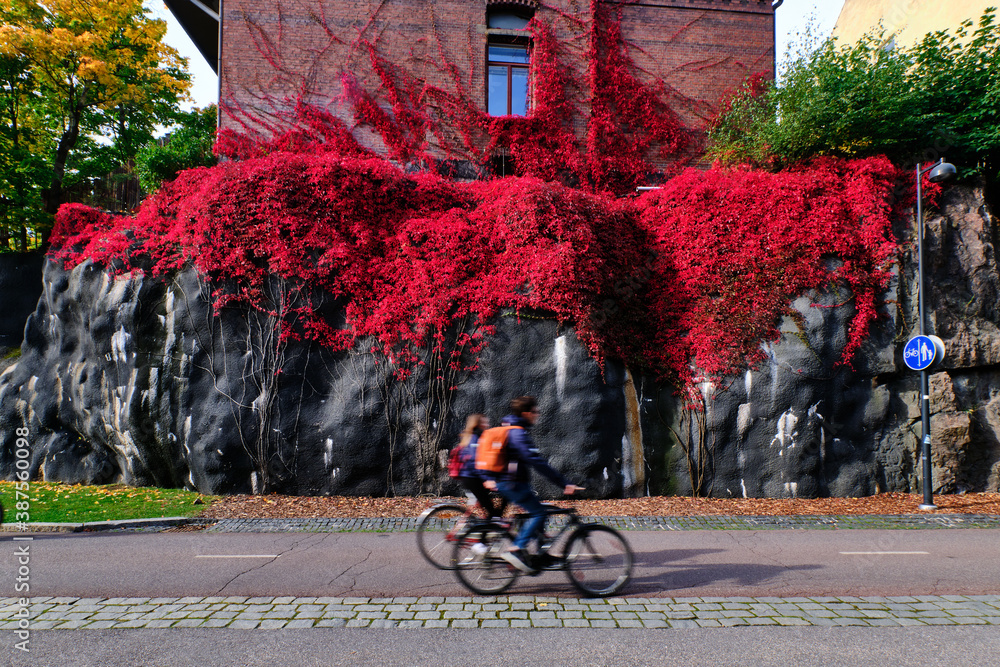 The bike path on the background of the black wall with the red Virginia creeper.