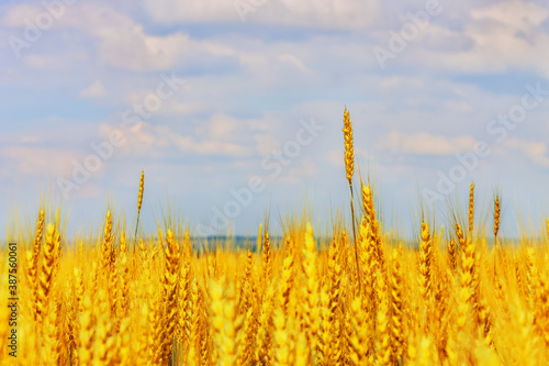 Golden wheat field in sunny day