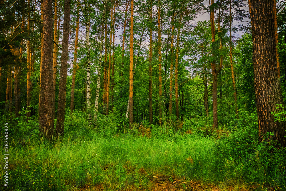 Obraz premium Coniferous forest in summer day