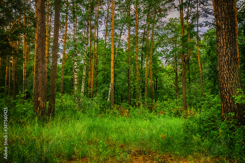 Fototapeta Naklejka Na Ścianę i Meble -  Coniferous forest in summer day