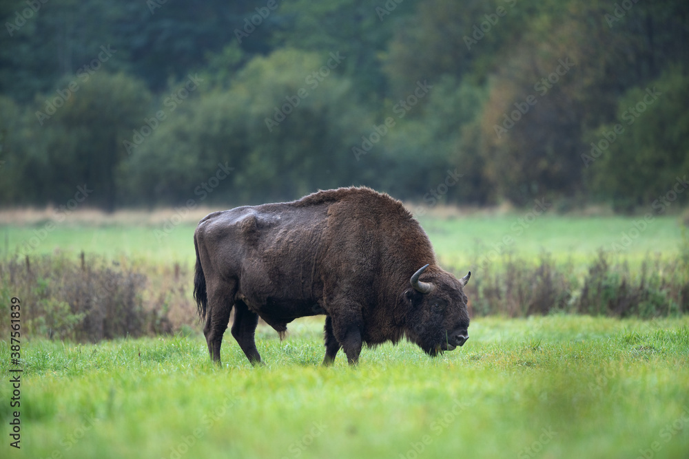 European bison in the Białowieża National Park. Huge male on the grazing. Bison out of the forest. Wild bison in Poland. Autumn in the wildlife. European bison in the Białowieża National Park. Huge male on the grazing. Bison out of the forest. Wild bison in Poland. Autumn in the wildlife.