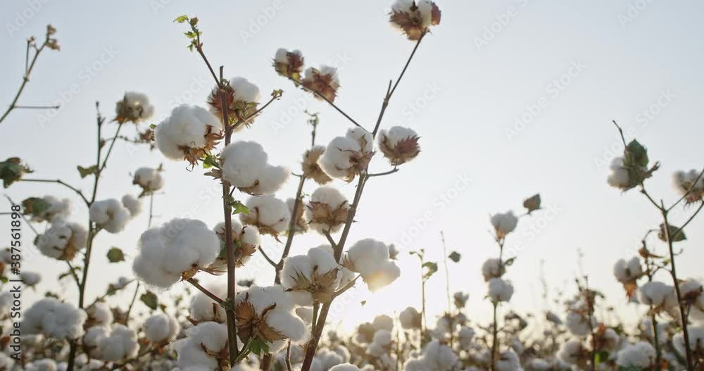 Against the background of a cotton field in the rays of the setting sun, a high-quality cotton Bush rotates 360 degrees . Cotton field, 4 K video Against the background of a cotton field in the rays of the setting sun, a high-quality cotton Bush rotates 360 degrees . Cotton field, 4 K video