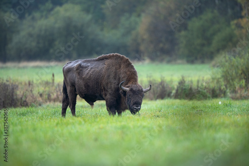 European bison in the Białowieża National Park. Huge male on the grazing. Bison out of the forest. Wild bison in Poland. Autumn in the wildlife. 